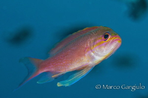 Rose mediterranean damselfish by Marco Gargiulo 